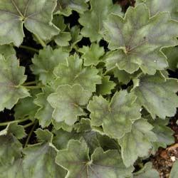 Heuchera 'Pluie de feu'